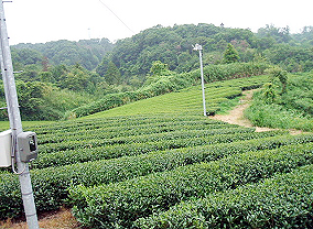 茶畑